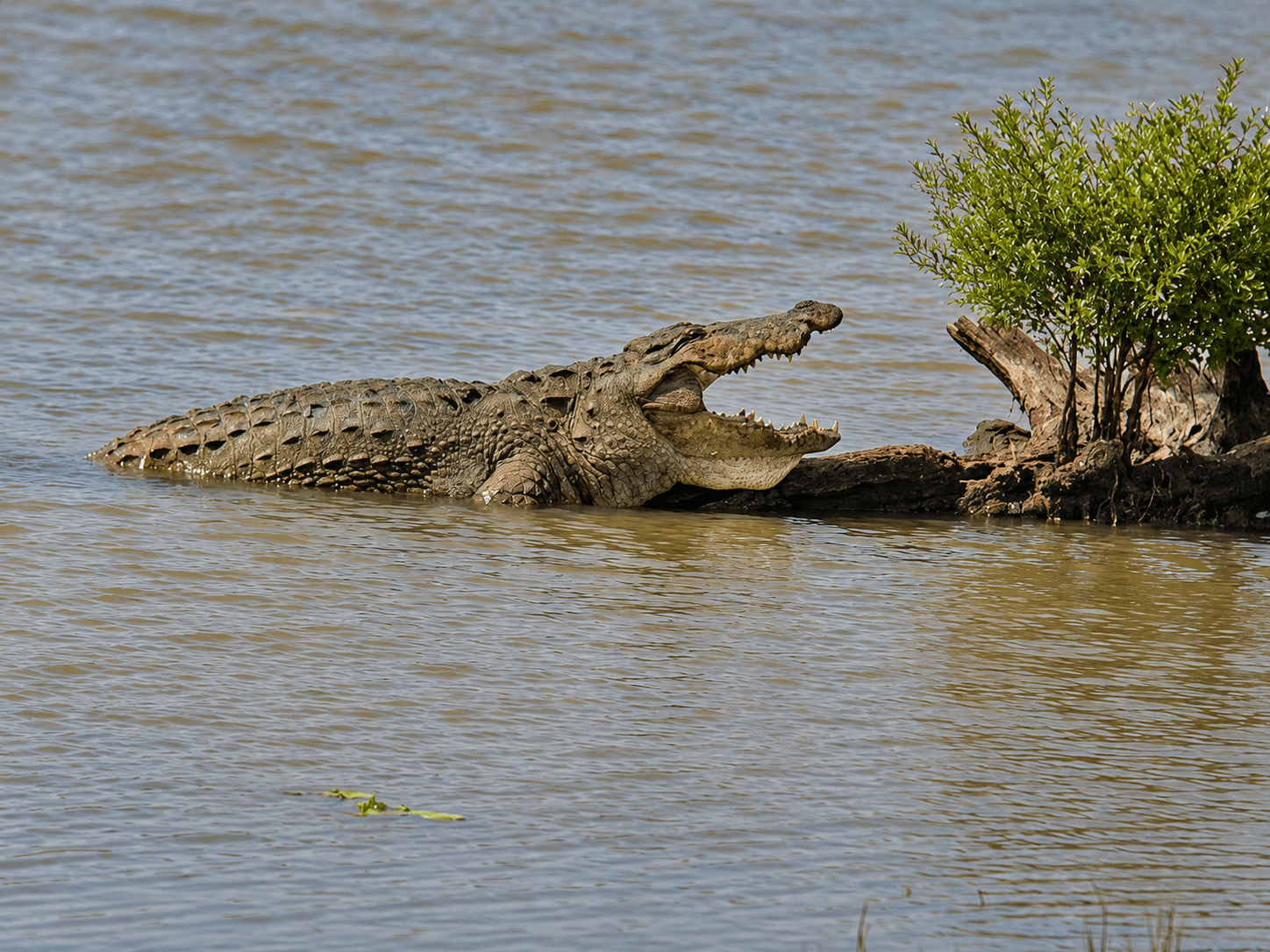 Crocodile Basking Beside Riverside Shrub