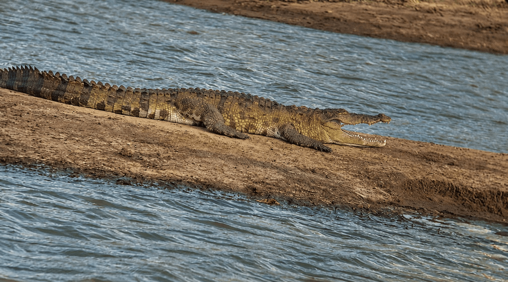 Crocodile Resting on a Riverbank
