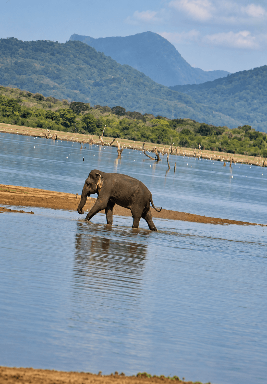 The Secret World of the Sri Lankan Sloth Bear: Palu Berries, Termite Excavators & Ancient Caves
