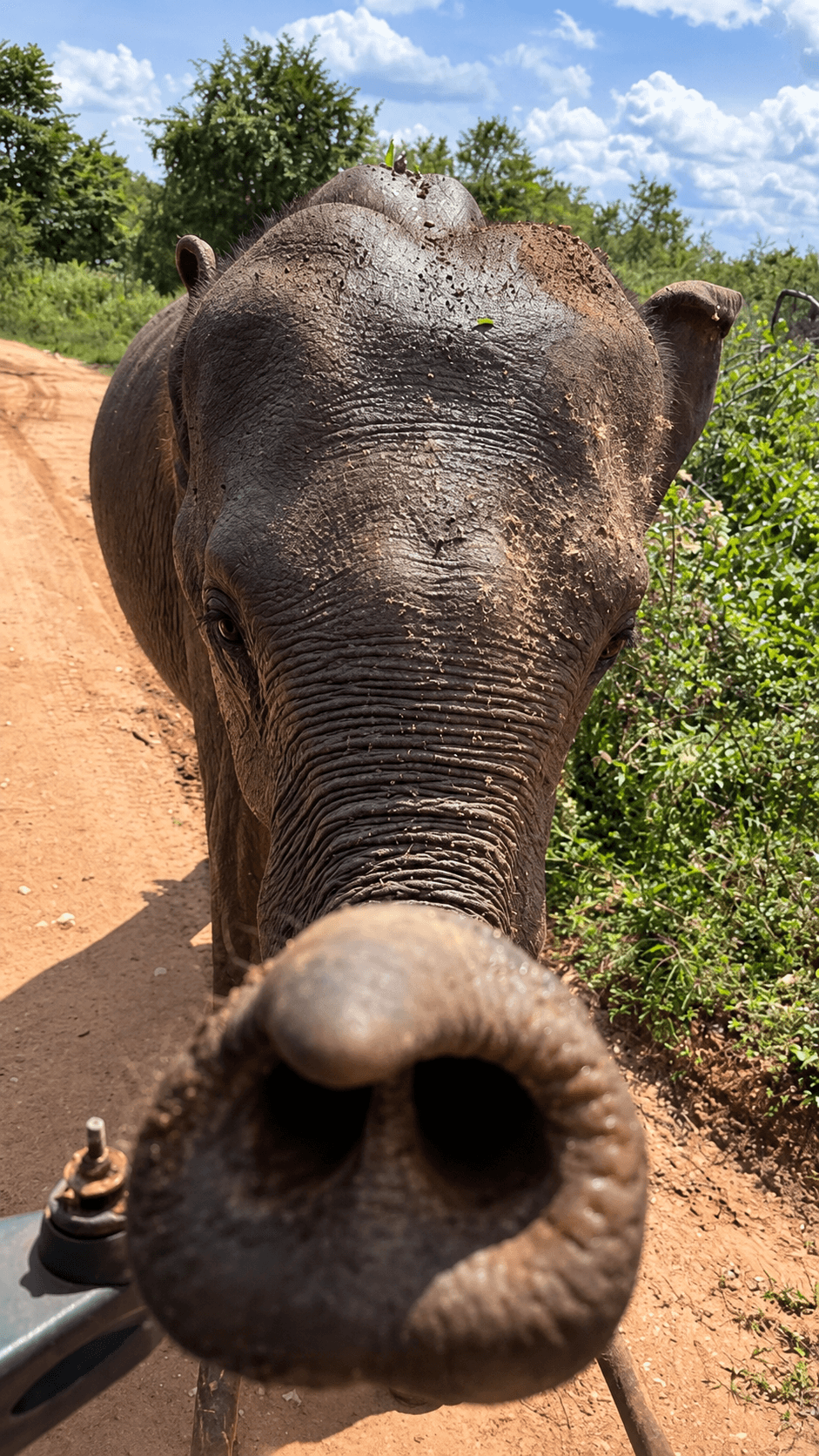 Elephant Encounters the Camera
