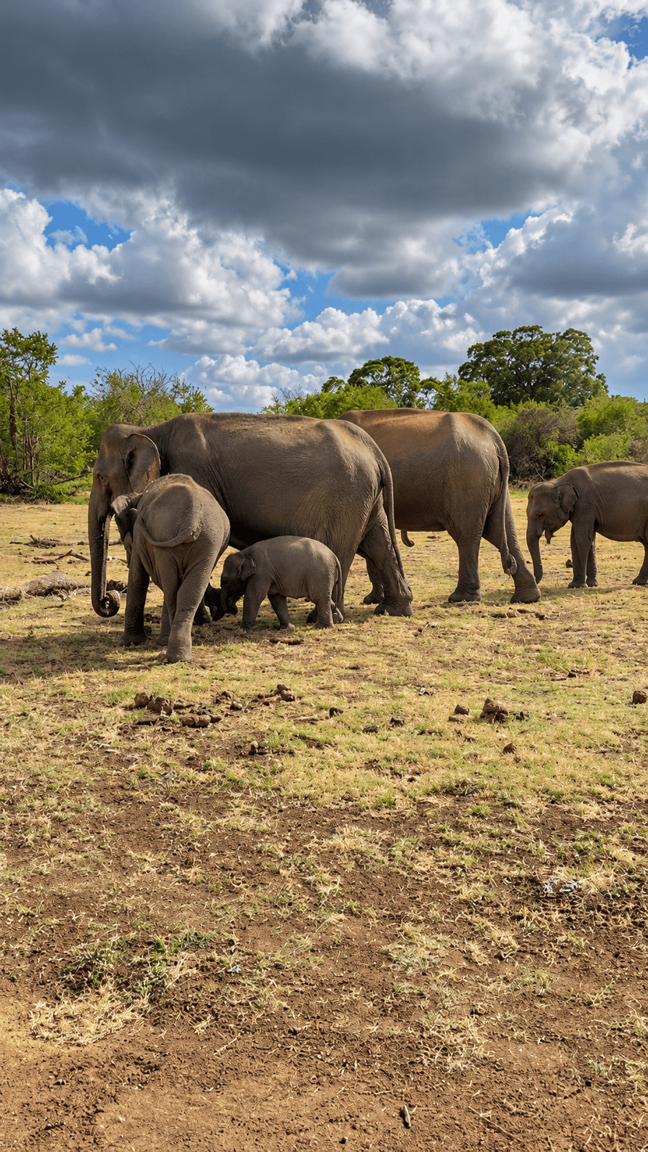 Elephant Family Beneath Dramatic Skies