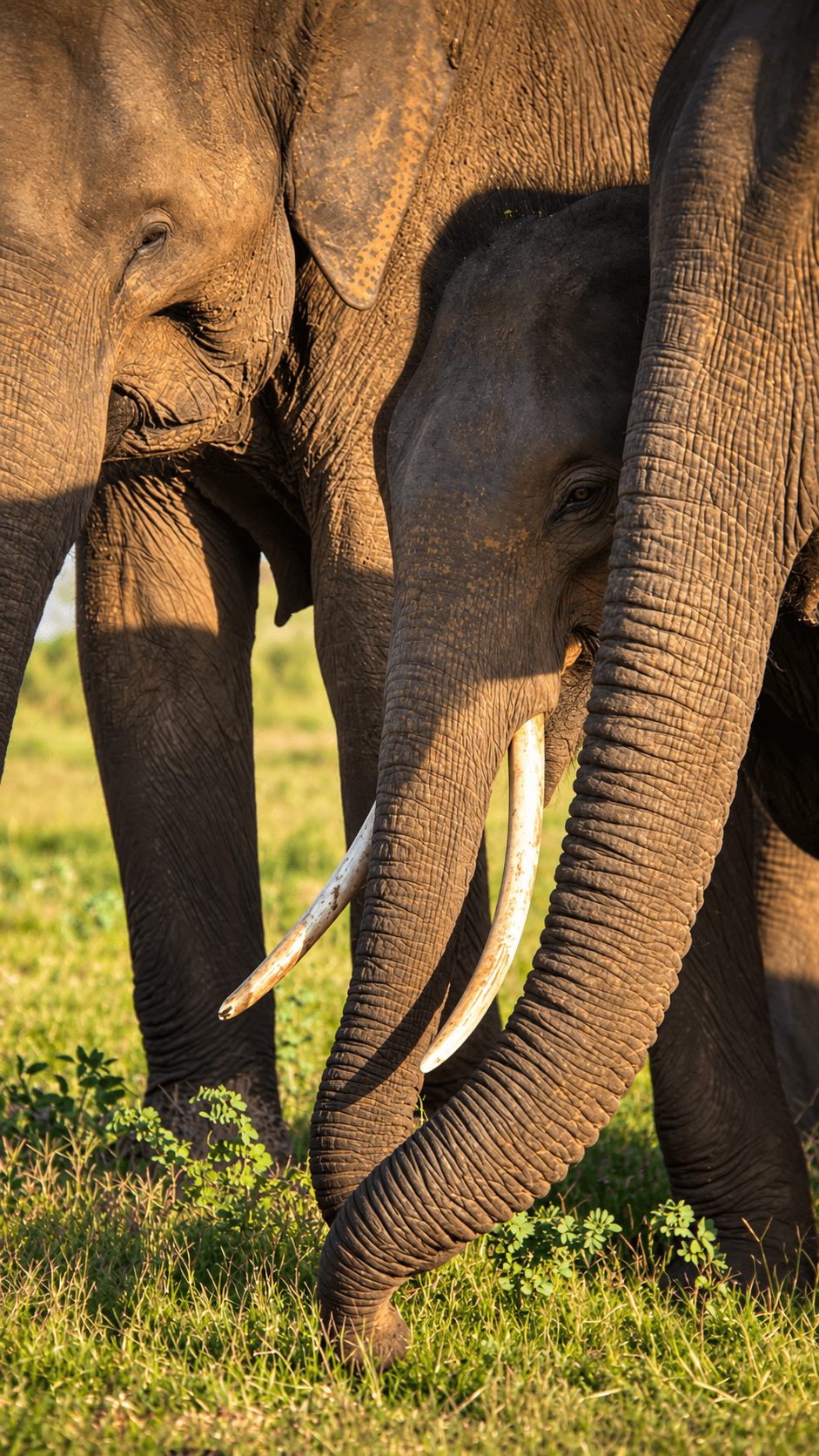 Elephant Family in Golden Light