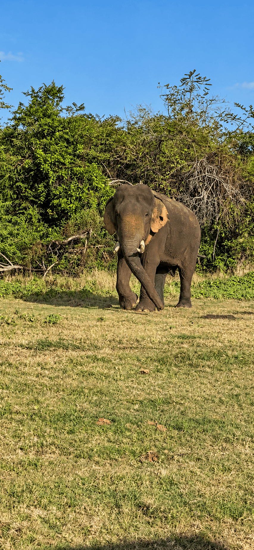 Elephant in Sunlit Bushland
