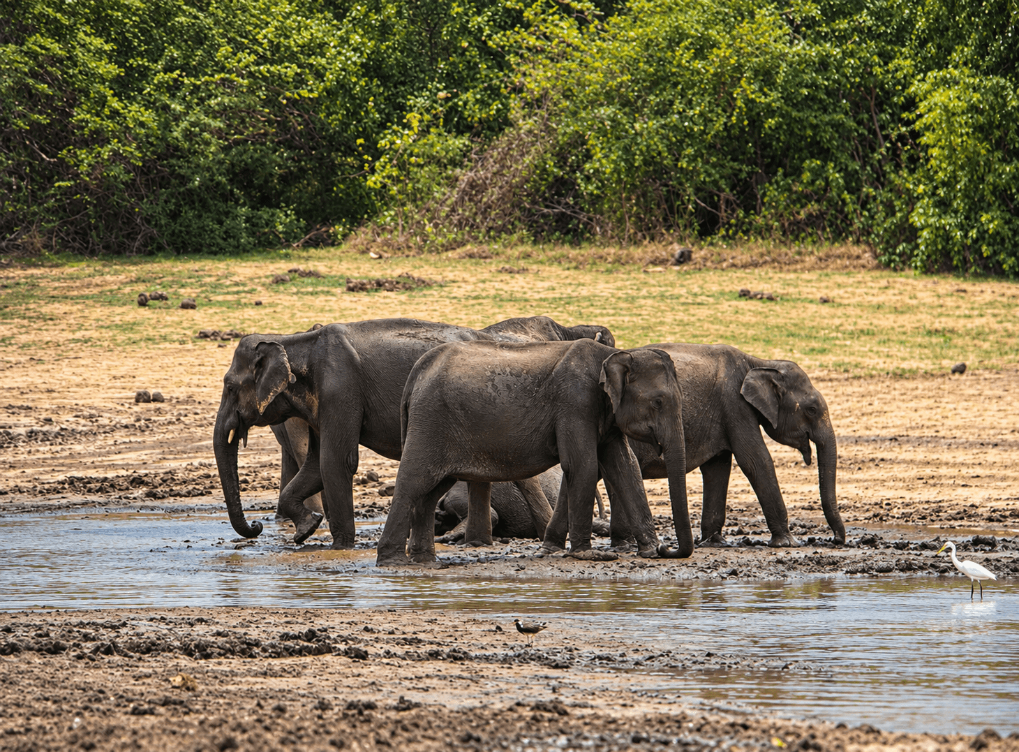 Elephants Gathering at a Forest Waterhole