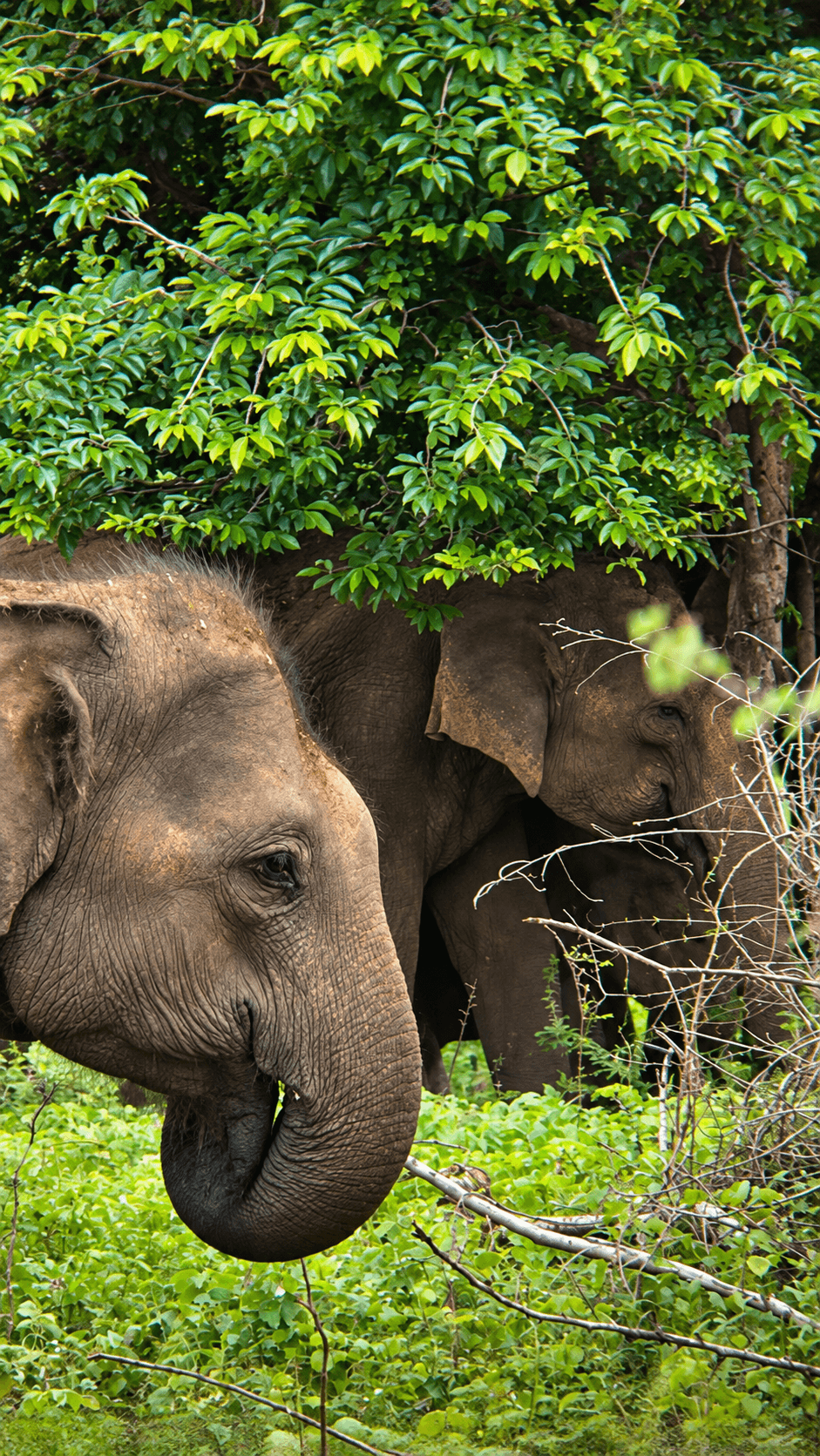 Elephants in a Lush Forest Canopy