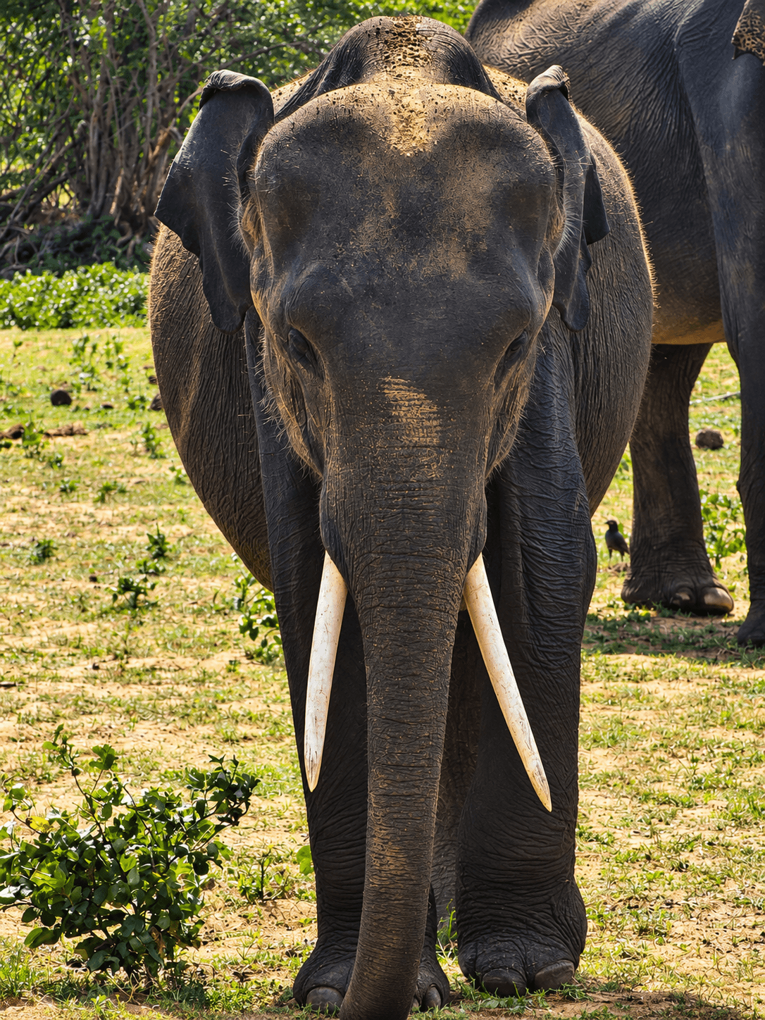 Frontal Elephant in Sunlit Grassland