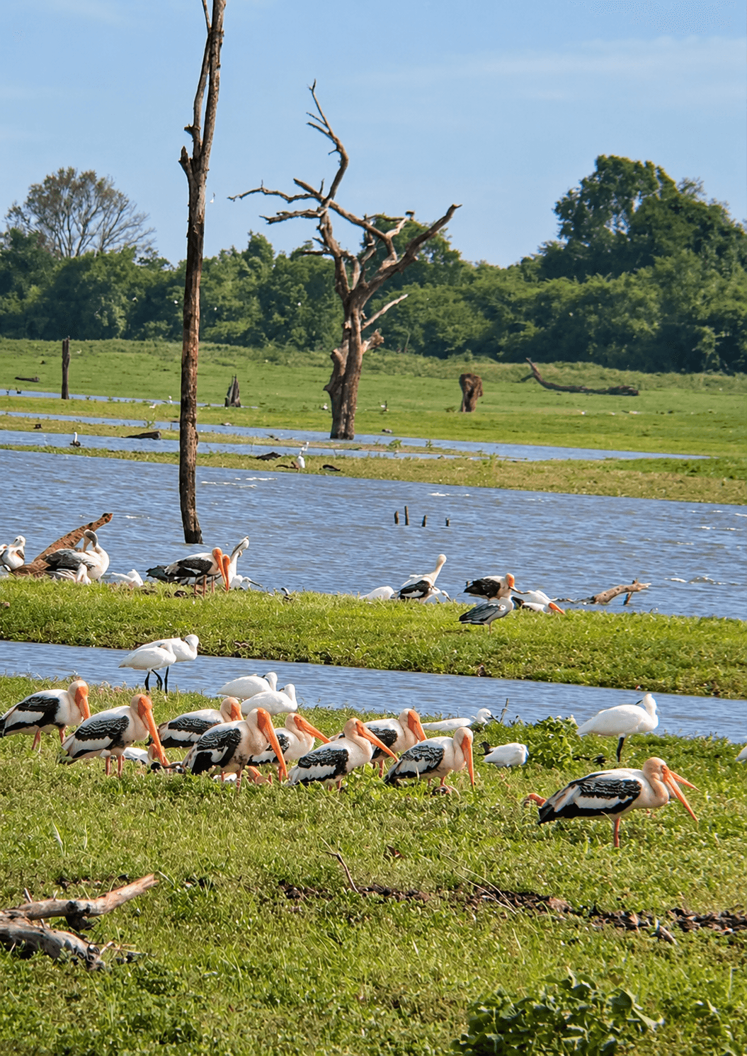 Flamingos and Storks in Bundala Ramsar Wetland