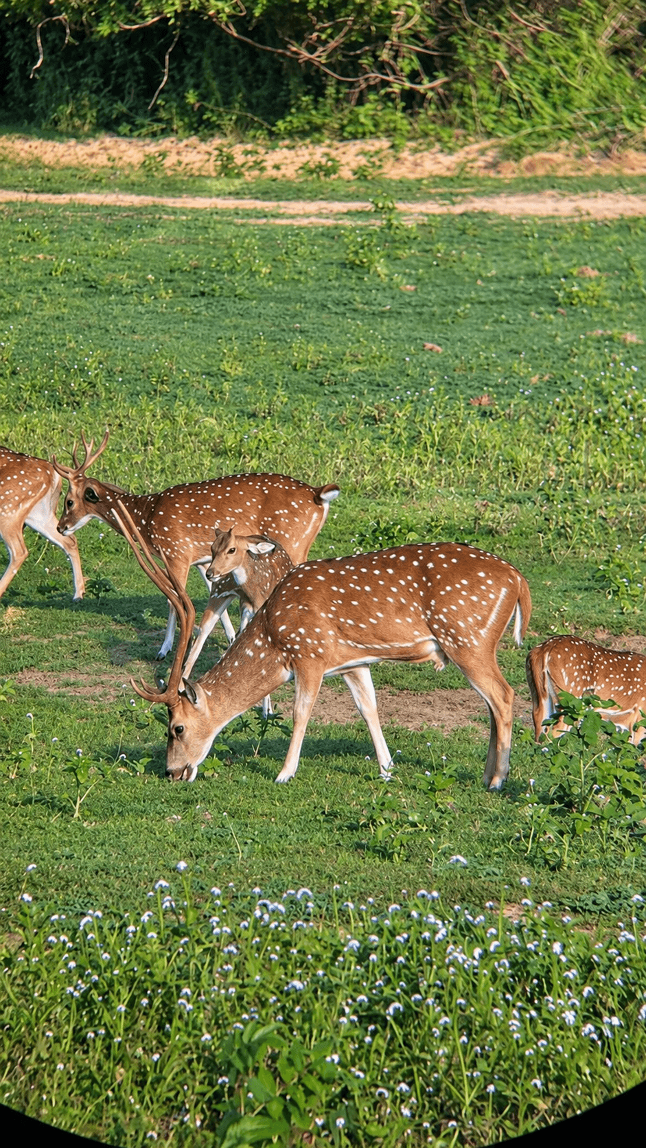 3 HOUR SAFARI PACKAGE BATU'S SAFARI scene 3