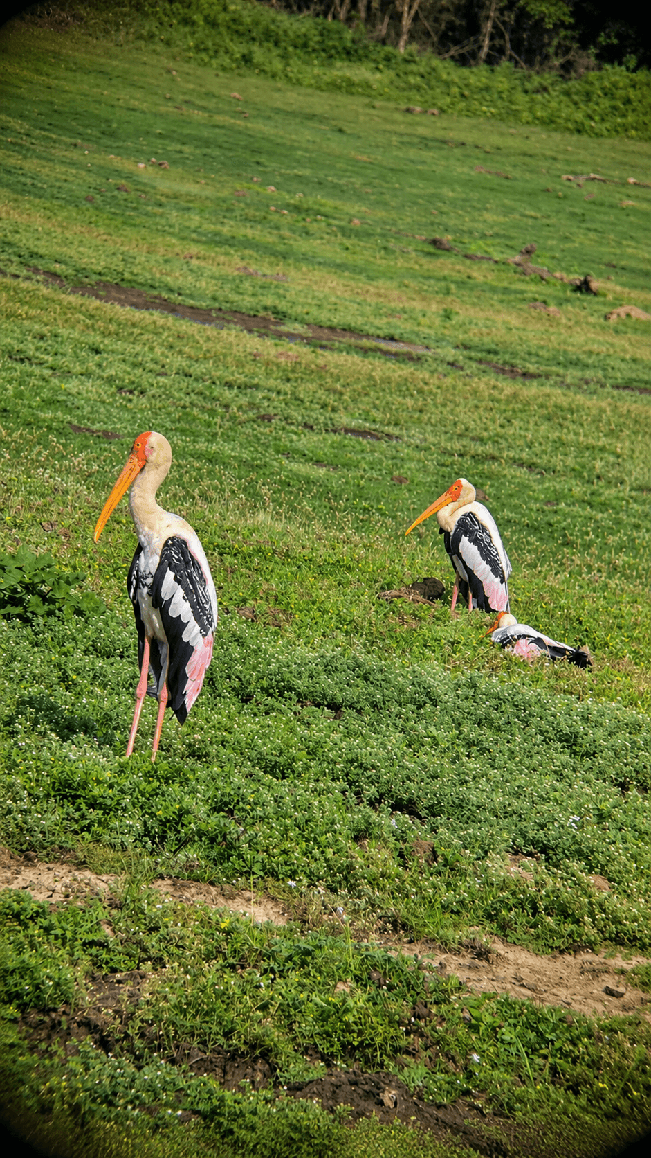 3 HOUR SAFARI PACKAGE BATU'S SAFARI scene 4
