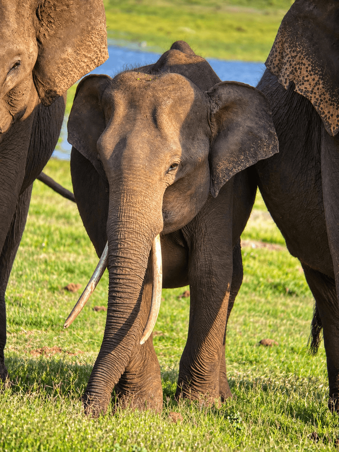 3 HOUR SAFARI PACKAGE BATU'S SAFARI scene 2