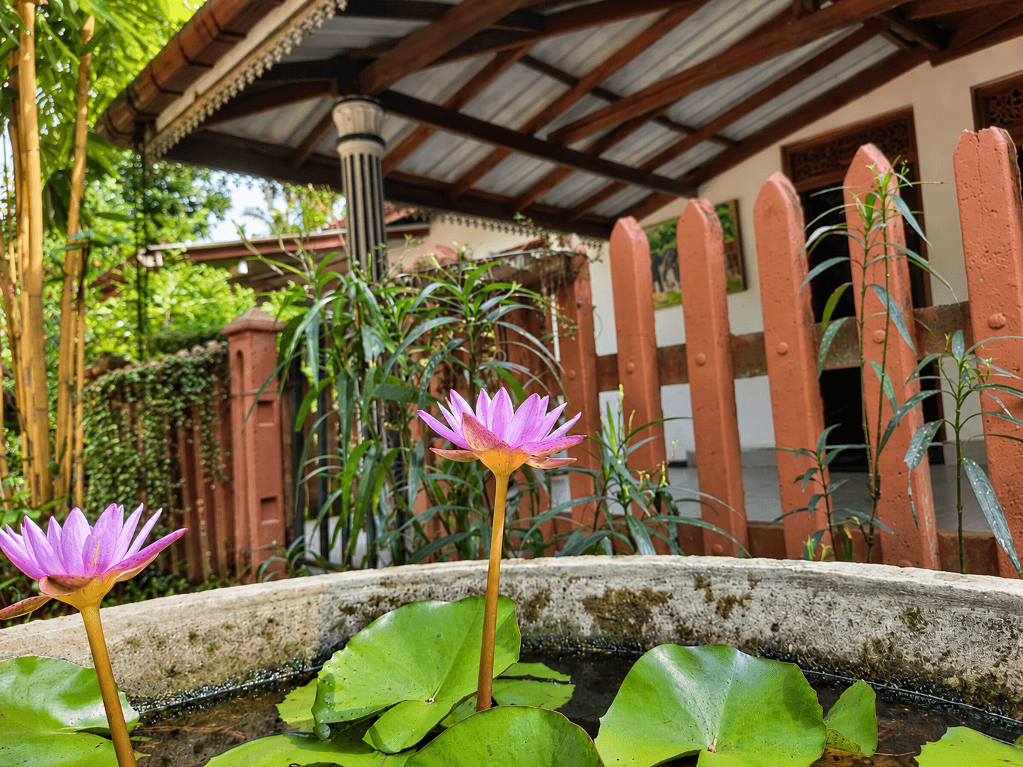 Porch Water Lily Basin