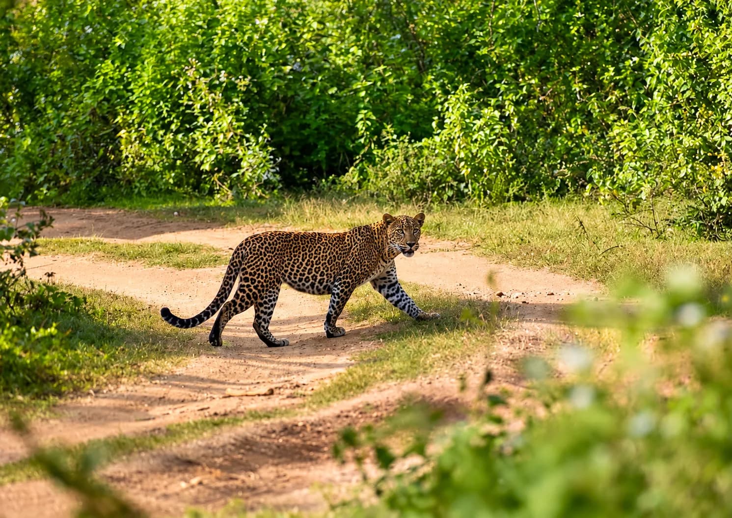 6 Hour Safari scene 4