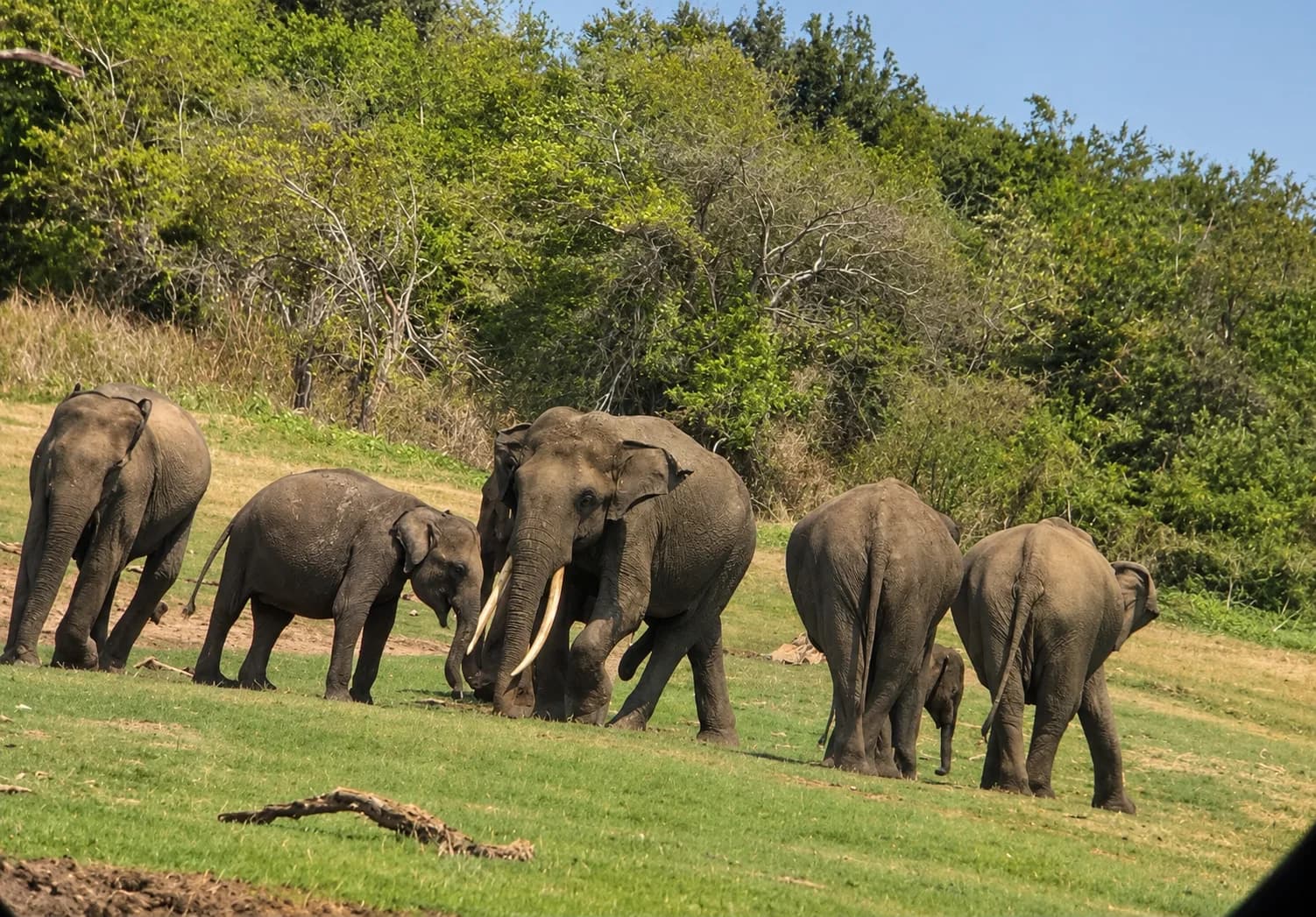 6 Hour Safari scene 1